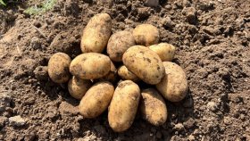 Sėklinės bulvės PRADA, 5 kg, 35/55mm