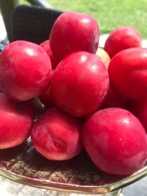 Vaismedis, slyva "Ijulskaja Roza"