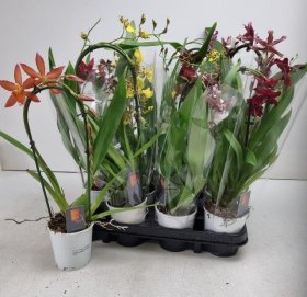 Kambarinis augalas, orchidėja (Phalaenopsis) "Kambrija", lenkta, vazonėlio skersmuo 9 cm.