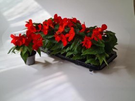 Vienmetė gėlė, begonija, vazonėlio skersmuo 9 cm.