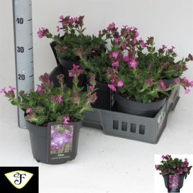 Vienmetė gėlė, naktižiedė, vazono skersmuo 19 cm.