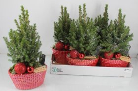 Kalėdinė kambarinių augalų kompozicija, vazonėlio skersmuo 22 cm.