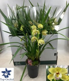 Kambarinis augalas, orchidėja (Phalaenopsis) "Cimbidis", vazonėlio skersmuo 14 cm.