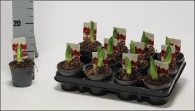 Kambarinis augalas, amarilis (Amaryllis), vazonėlio skersmuo 9 cm.