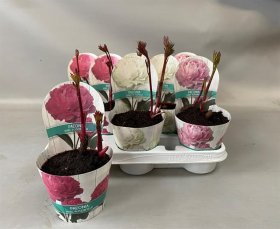 Daugiametė gėlė, bijūnas, įvairūs, vazonėlio skersmuo 12 cm.