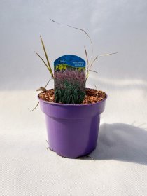 Žolinis augalas, miskantas kininis "Krater", vazonas 2 l.