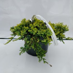 Spygliuotis, kadagys gulsčiasis "Golden Carpet", vazonas 3 l.