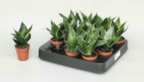 Kambarinis augalas, sansevjera trijuostė (mini), vazonėlio skersmuo 5 cm.