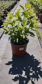 Dekoratyvinis krūmas, hortenzija šluotelinė, įvairios veislės, vazonas 3 l.