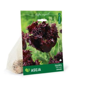 Šerkšnotųjų tulpių Labrador svogūnėliai ASEJA Premium, 5 vnt., 11/12, (R)