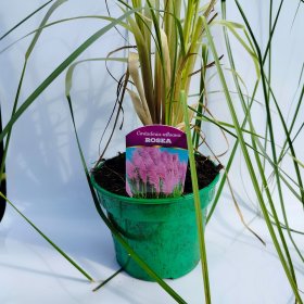 Žolinis augalas, kortaderija "Rose Plume", vazono talpa 2 l.