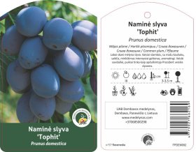 Vaismedis, slyva "Tophit", vazonas 20 l.