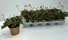 Lauko augalas, kiškiakopūstis, vazonėlio skersmuo 12 cm.