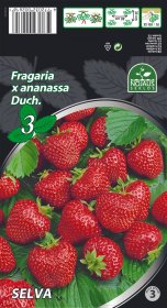 Braškių daigai (frigo) Selva, 3 vnt. pakuotėje