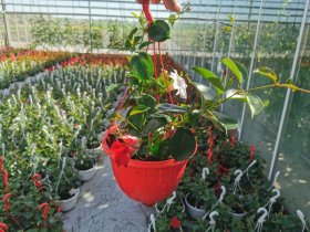 Vienmetė gėlė, sundavilė (svyranti), vazono skersmuo 25 cm.