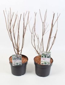 Dekoratyvinis krūmas, hortenzija šviesioji "Candybelle Mix", vazonėlio skersmuo 19 cm.