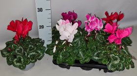 Kambarinis augalas, ciklamenas, vazonėlio skersmuo 13 cm.