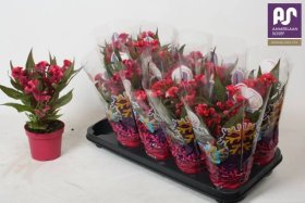 Vienmetė gėlė, celiozija "Hot Top Pink", vazonėlio skersmuo 12 cm.
