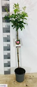 Daugiametė gėlė, rožė, ant stiebo, vazonėlio skersmuo 26 cm.