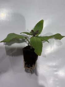 Vienmetės gėlės daigelis, šalavijas "Sensation Compact Violet" FLORENSIS