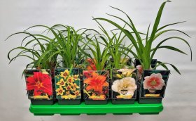 Daugiametė gėlė, viendienė, vazonėlio skersmuo 11 cm.