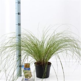 Žolinis augalas, viksva "Praierie Fire", vazono skersmuo 17 cm.