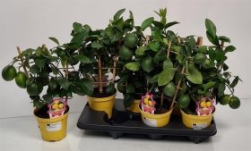 Kambarinis augalas, citrinmedis italinis, vazonėlio skersmuo 14 cm.