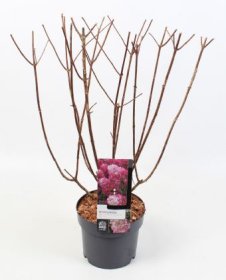 Dekoratyvinis krūmas, hortenzija šluotelinė "Diamond Rouge", vazonėlio skersmuo 19 cm.