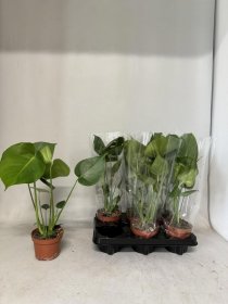 Kambarinis augalas, monstera "Deliciosa", vazonėlio skersmuo 12 cm.