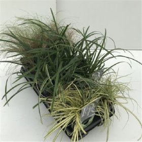 Žolinis augalas, viksva, vazonėlio skersmuo 13 cm.