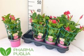 Vijoklinis augalas, mandevila "Rio Pink", vazonėlio skersmuo 14 cm.