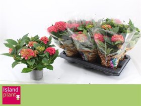 Dekoratyvinis krūmas, hortenzija "Dutch L Selma", vazono skersmuo 14 cm.