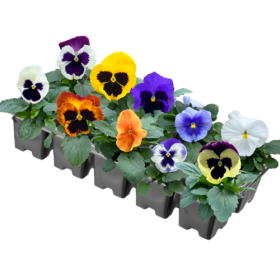 Vienmetė gėlė, našlaitė, vazonėlio skersmuo 9 cm.