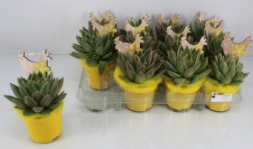 Kambarinis augalas, kompozicija "Sukulentas", vazonėlio skersmuo 9 cm.