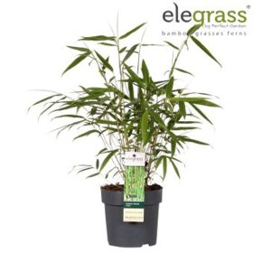 Žolinis augalas, skėtinis bambukaitis, vazonėlio skersmuo 14 cm.