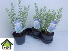 Daugiametė gėlė, mėlesas paprastasis, vazonėlio skermuo 19 cm.