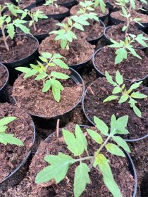 Daržovių sodinukai, pomidorai DUO, dryžuoti, smulkiavaisiai, vazonėlio skersmuo 10 cm.