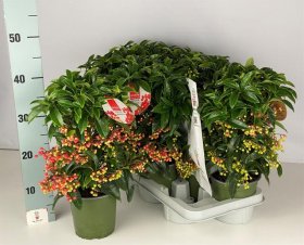 Kambarinis augalas, rinčiuotasis mieguvis (Ardisia), vazonėlio skersmuo 14 cm.