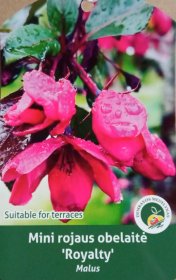 Vaismedis, obelis rojaus (mini)