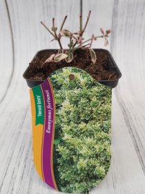 Dekoratyvinis krūmas, fortūno ožekšnis "Emerald Gaiety", vazonėlio skersmuo 9 cm.