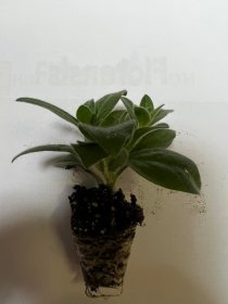 Vienmetės gėlės daigelis, petunija "Bee‘s Knees"