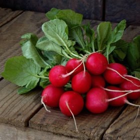 Daržovių sėklos, PROLINE ridikėliai Cesar H, 2 g., C