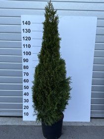 Spygliuotis, tuja vakarinė "Smaragd", aukštis 150 cm., vazonėlio skersmuo 33 cm.