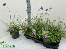 Daugiametė gėlė, žvaigždūnė "Butterfly Bl", vazonėlio skersmuo 17 cm.