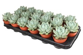 Kambarinis augalas, kalvorė (surfinija) "Azul-Premium", vazonėlio skersmuo 9 cm.