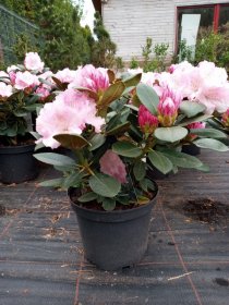 Dekoratyvinis krūmas, rododendras jakušimaninis "Silberwolke", vazonas 5 l.