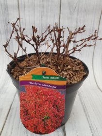 Dekoratyvinis krūmas, raugerškis tunbergo "Spacek", vazonas 2 l.