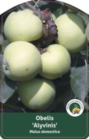 Vaismedis, obelis “Alyvinis” (Malus domestica)