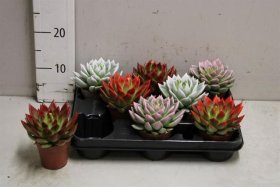 Kambarinis augalas, kalvorė (Eševerija) "Miranda", vazonėlio skersmuo 9 cm.