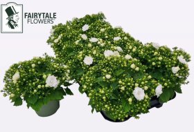 Daugiametė gėlė, katilėlis "White Like Mee", vazonėlio skersmuo 11 cm.